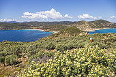 The coastal fringe and its turquoise waters seen from the peninsula of Cap Taillat covered with Jupiter's Beard (Anthyllis barba-jovi), Ramatuelle, Var, French Riviera, France