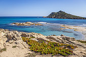 Alicia island and Cap Taillat peninsula, Hottentot-fig (Carpobrotus edulis) in the foreground, La Croix-Valmer, Var, French Riviera, France