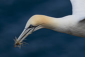 Northern Gannet (Morus bassanus) in flight, collecting nesting material Scotland, Great Britain.