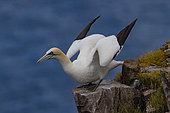 Northern Gannet (Morus bassanus) on a cliff, Scotland, Great Britain