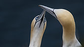 Northern Gannet (Morus bassanus) Courting pair, Scotland, Great Britain