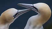 Northern Gannet (Morus bassanus) Courting pair, Scotland, Great Britain