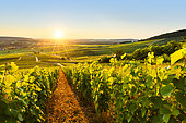 Vineyard AOC, Le Vernois, Jura France