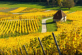 AOC vineyard of Château-Chalon, Savagnin grape variety,, capital of Vin Jaune, Jura, France