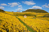 AOC vineyard of Château-Chalon, Savagnin grape variety,, capital of Vin Jaune, Jura, France