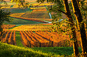 Vignoble AOC, Le Vernois, Jura France