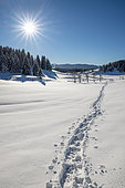 The Hautes Combes, snowshoe tracks in the snow, in the background: the Jura Mountains, Jura, France