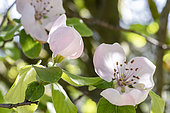 Quince (Cydonia obloga) in bloom, Bouches-du-Rhone, France