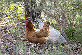 Free range hens looking for food in fallen leaves