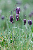 Chekered Daffodil (Fritillaria meleagris) in the early morning in a wet meadow. Gironde - Nouvelle - Aquitaine - France.