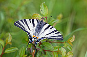 Scarce Swallowtail (Iphiclides podalirius) onthe edge of a blackthorn hedge. Gironde - Nouvelle-Aquitaine - France.