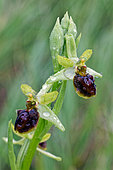 Ophrys araignée (Ophrys aranifera) dans un pré, les fleurs d'ophrys couvertes de rosée, Gironde, Nouvelle-Aquitaine, France.