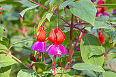 Lady's Eardrops, Fuchsia 'Lord Byron', flowers