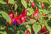Lady's Eardrops, Fuchsia 'Royal Purple', flowers