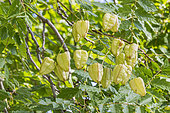 Golden rain tree, Koelreuteria paniculata, capsules