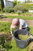 Weeding the vegetable garden beds