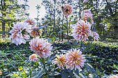 Dahlia 'Apelsini Sniega', flowers and horticulture net