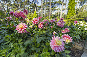 Dahlia 'Bel Amour', flowers and Horticulture Netting