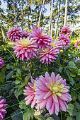 Dahlia 'Bel Amour', flowers and Horticulture Netting