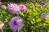 Dahlia 'Veritable', flowers and Horticulture Netting