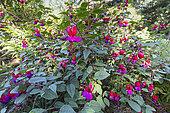 Lady's Eardrops, Fuchsia 'Lord Byron', flowers
