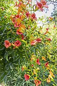 Trumpet Vine, Campsis radicans, flowers