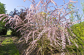 Kashgar tamarisk, Tamarix hispida, in bloom