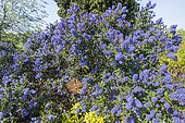 Feltleaf Ceanothus, Ceanothus arboreus 'Concha', in bloom