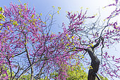 Judas-tree, Cercis siliquastrum, in bloom