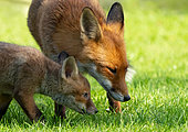 Red fox (Vulpes vulpes) vixen and cub, England