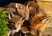 Red fox (Vulpes vulpes) vixen cleaning cubs, England