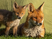 Red fox (Vulpes vulpes) vixen and cub, England