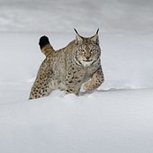 Eurasian lynx (Lynx lynx), running through deep snow, Sumava National Park, Bohemian Forest, Czech Republic, Europe