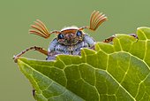 Cockchafer (Melolontha ) looks over a leaf, Vechta, Lower Saxony, Germany, Europe