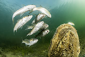 Golden grey mullet (Chelon auratus) devouring oocytes released by a large mother-of-pearl (Pinna nobilis), in the Etang de Thau, Hérault, France