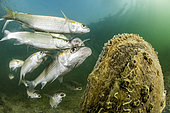 Golden grey mullet (Chelon auratus) devouring oocytes released by a large mother-of-pearl (Pinna nobilis), in the Etang de Thau, Hérault, France