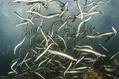 Relâcher d'Anguilles d'Europe (Anguilla anguilla) dans le cadre d'une étude sur la gestion des stocks, en période de dévalaison, Port de Sète, Hérault, Occitanie, France