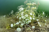 Acetabularia colony (Acetabularia acetabulum) in the Thau Lagoon, Mèze, Hérault, Occitanie, France