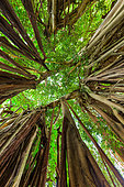 Indian banyan (Ficus benghalensis), Sainte Anne, Reunion Island, France
