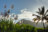 Sugar cane (Saccharum officinarum) cultivation, Reunion Island, France