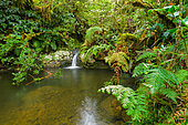 Tropical forest at Piton Plaine des Fougères, Reunion Island, France