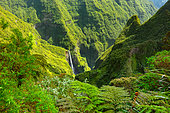 The Trou de fer, Bras-Panon, Salazie, Reunion Island, France