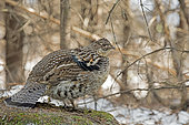 Male ruffed grouse (Bonasa umbellus) standing on a moss-covered stump and watching. La Mauricie National Park. Province of Quebec. Canada