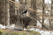 Male ruffed grouse (Bonasa umbellus) drumming to assert its territory. Territorial behaviour in spring and autumn. La Mauricie National Park. Province of Quebec. Canada