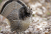 Male ruffed grouse (Bonasa umbellus) with tail feathers extended during territorial behaviour. La Mauricie National Park. Province of Quebec. Canada