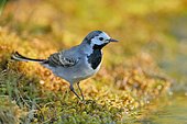 Pied Wagtail (Motacilla alba) hunting in the water Spain