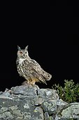 Eurasian Eagle-owl (Bubo bubo) with prey on a rock, Spain