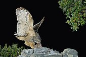 Eurasian Eagle-owl (Bubo bubo) eating prey on a rock, Spain