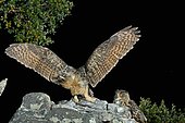 Eurasian Eagle-owl (Bubo bubo) pair on a rock, Spain