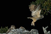 Eurasian Eagle-owl (Bubo bubo) pair on a rock, Spain